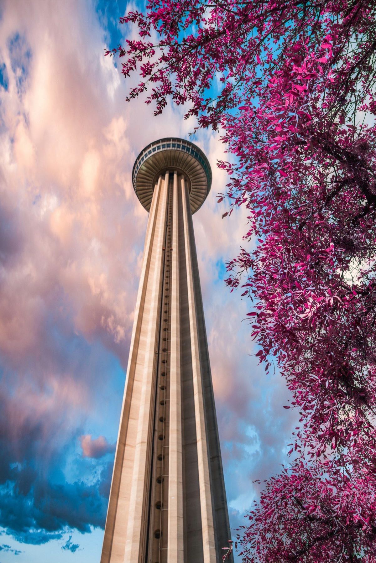 Tower of the Americas framed by spring blossoms
